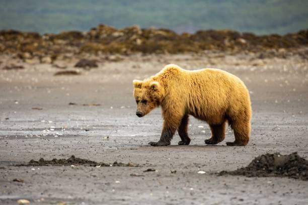 Coastal brown bear on beach Adult coastal brown bear digging for clams along beach at low tide in Katmai National Park, Alaska. katmai peninsula stock pictures, royalty-free photos & images