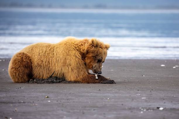 istock Brown bear eating clams 1616165684