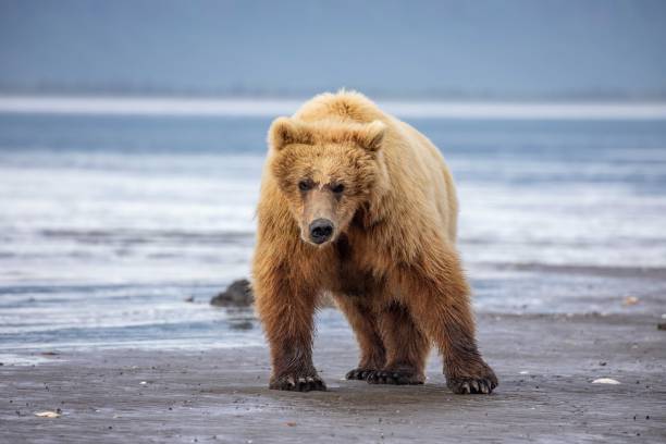 istock Coastal brown bear on beach at low tide 1616167321