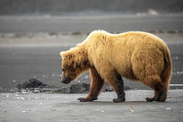istock Profile of clamming brown bear 1616173278