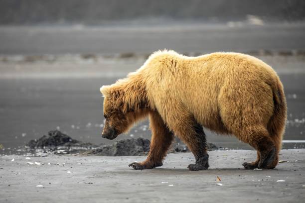 Profile of clamming brown bear Adult coastal brown bear digging for clams along beach at low tide in Katmai National Park, Alaska. katmai peninsula stock pictures, royalty-free photos & images