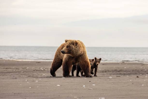 istock Brown Bear with young cubs on beach 1616176007