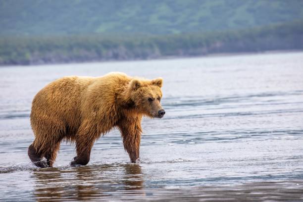 istock Adult brown bear on beach 1616177958