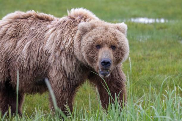 istock Female brown bear in meadow 1616181337