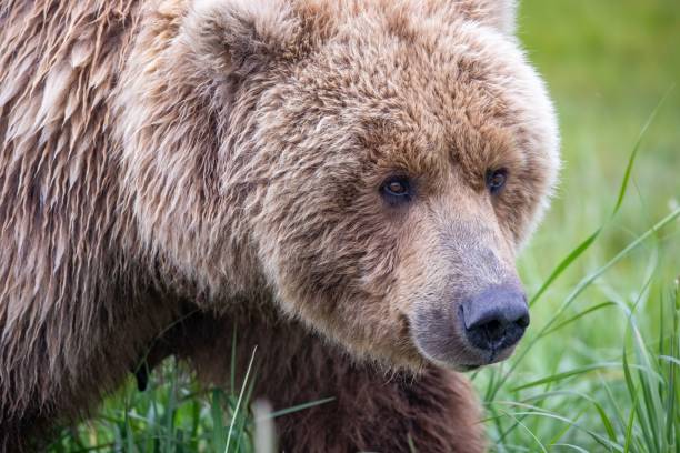 istock Close up of brown bear 1616182951
