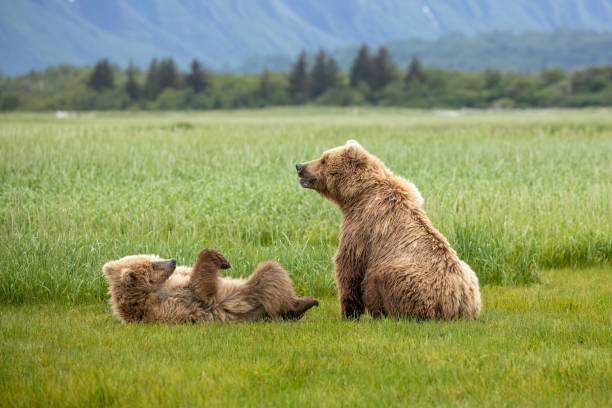istock Brown bear family in meadow 1616183469