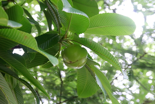 Young fruit of Elephant apple on branch and leaves.