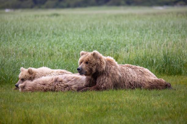 istock Brown bear family in grasses 1616183990