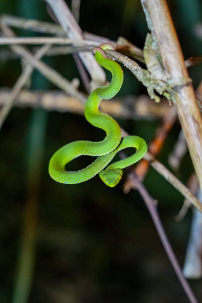 istock Sabah Bamboo Pitviper (Trimeresurus sabahi) crawling on a dry tree branch. Green pit viper in Fraser's Hill National Park, Malaysia. Poison snake in rainforest 1616191532