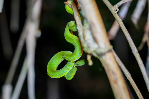 víbora de bambú de sabah (trimeresurus sabahi) arrastrándose sobre una rama seca de un árbol. víbora de pozo verde en el parque nacional fraser's hill, malasia. serpiente venenosa en la selva tropical - waglers temple viper fotografías e imágenes de stock