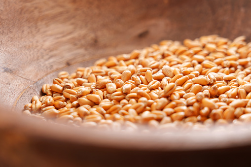 Ripe wheat grains in wooden bowl closeup