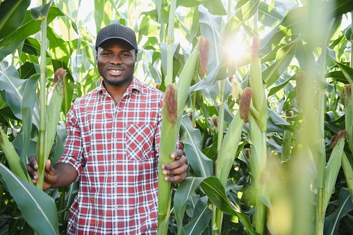 African American Farmer or Agronomist inspects the corn crop. The concept of agriculture