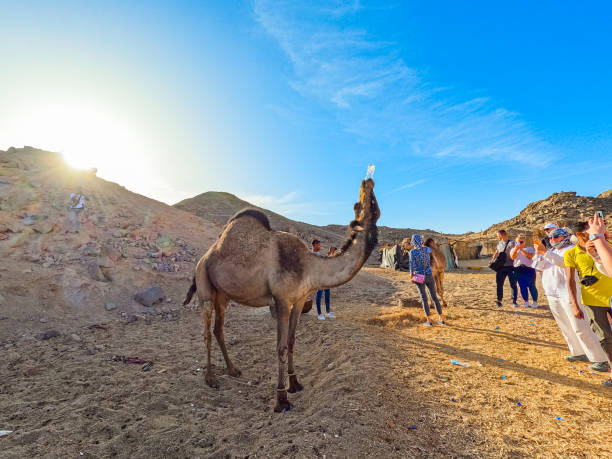 Bedouin Village, Egypt - April 21, 2023 : Camel drinking water in the Sahara desert in Egypt.