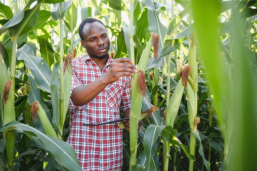 Young handsome African American Farmer or Agronomist inspects corn crop