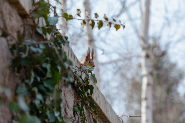 istock Squirrel with long tassels on its ears sits on fence 1616205406