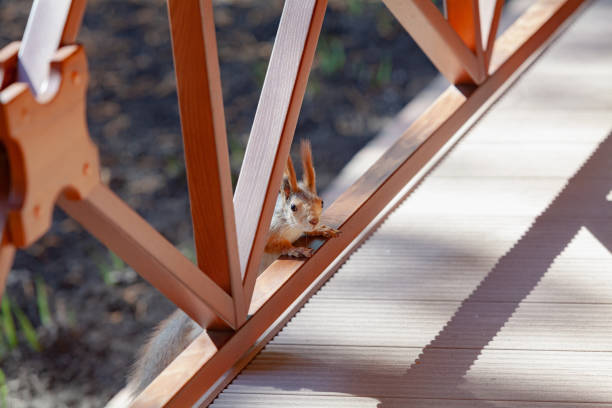 sly red-haired squirrel with long fluffy tassels on its ears peeks out from behind a wooden fence