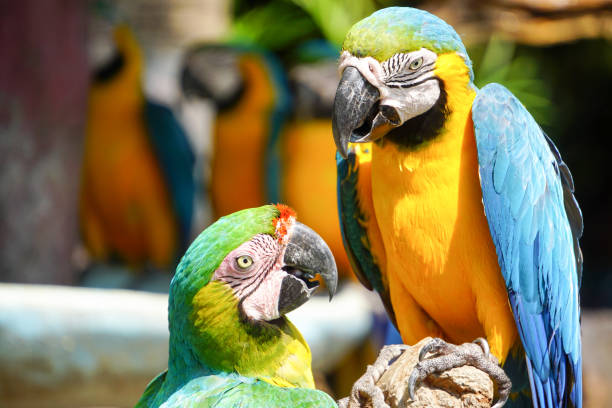 istock Blue and yellow pair of macaw 1616206158