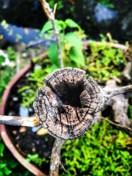 istock a hole in an old tree trunk that has died and dried up 1616207244