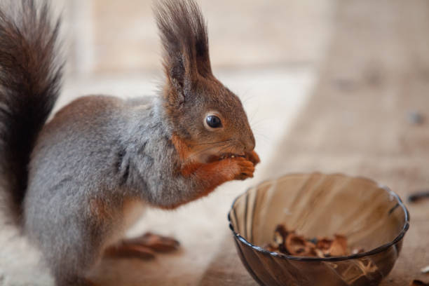istock Squirrel gnaws nut close-up. Nearby is glass plate 1616207252