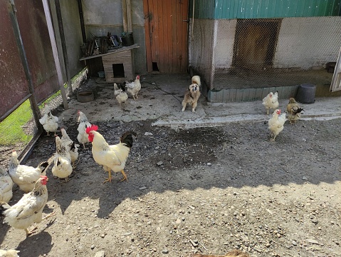 Farm birds and guard dog in the farm yard