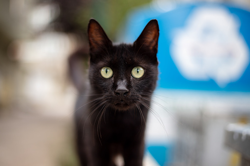 Side view of a light rimmed black house cat with an intens stare into the spotlight. Isolated on a black background.