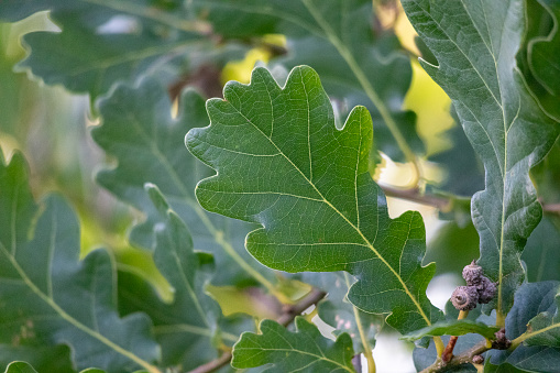Oak leaf with plants on it