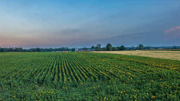 istock Sunflower field in summertime morning 1616229838