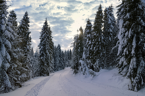 Coniferous forest covered with snow, sunset sky with clouds in the background. Road in deep snow.