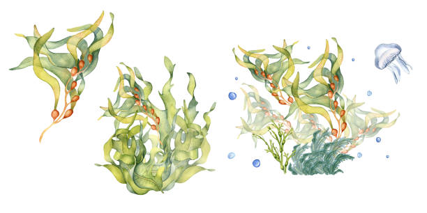 satz grüner meerespflanzen aquarellillustration isoliert auf weißem hintergrund. laminaria, brauner seetang, hilfreiche algen handgezeichnet. designelement für verpackung, werbung, verpackung, marinekollektion - spirulina pacifica illustrations stock-grafiken, -clipart, -cartoons und -symbole