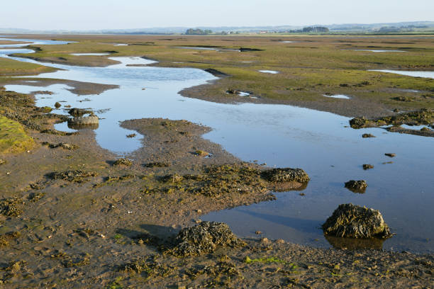 istock Mud flats on Holy Island or Lindisfarne Island (NE England) 1616249644