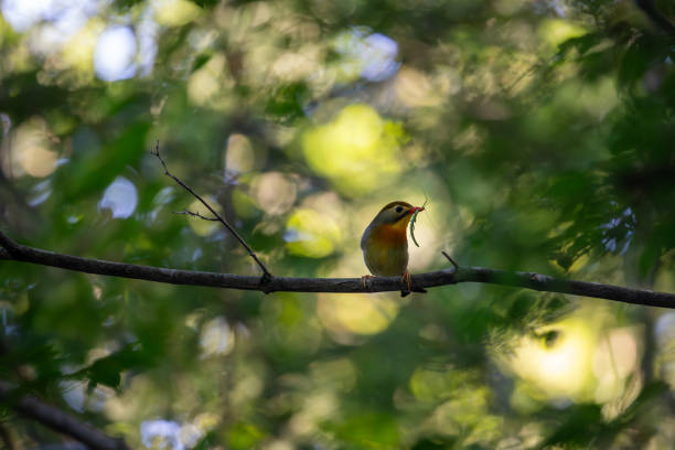 istock Red-billed leiothrix living around Mount Fuji in Japan 1616250998