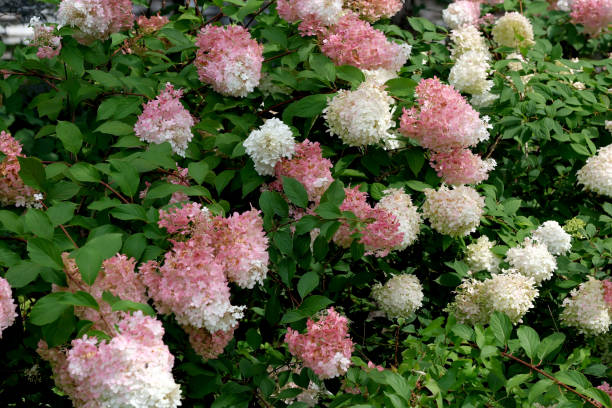 istock Summer red and white flowers close-up 1616257491