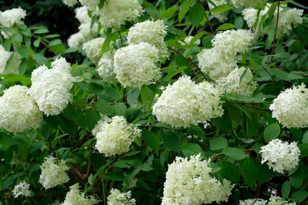 istock Summer white flowers close-up 1616257499