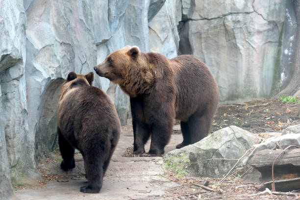 istock Brown bears in a zoo 1616258041