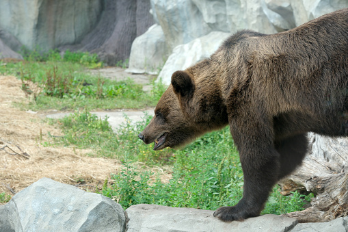 Brown bear in a zoo enclosure on a hot summer day