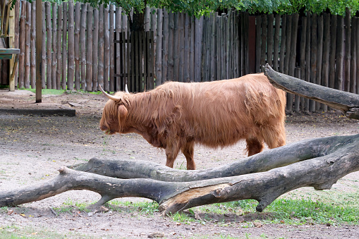 Red yak on a hot summer day in a paddock at the zoo, close-up