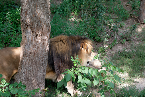 Lion walks among green vegetation, top view, close-up on a warm summer day