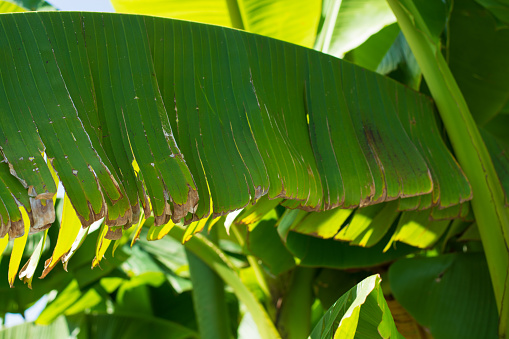 Damaged and torn banana leaf into the stripes