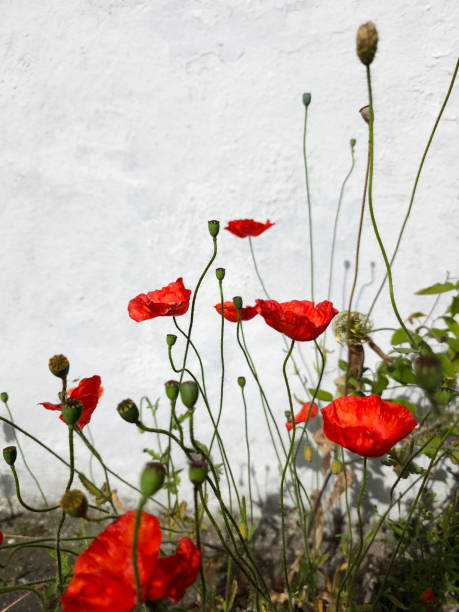 Poppies flowering in the garden, often grown for their colourful flowers. Red flower up against a white chalked wall