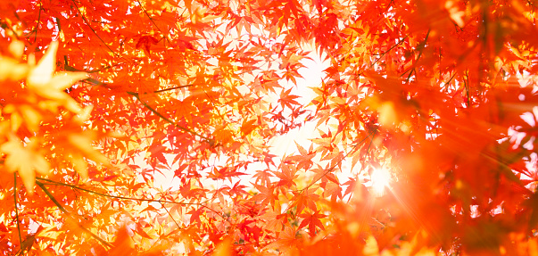 Autumn maple tree leaves full frame arrangement with many colorful leaves
