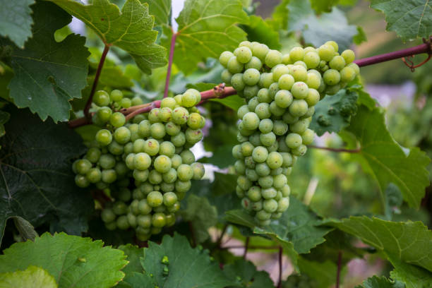 Grapes in Senheim (Mosel), Germany
