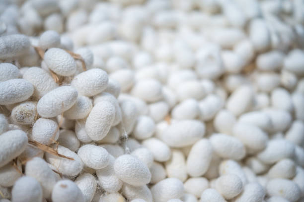 Close up many white silk cocoon background. Agriculture, textile concept.