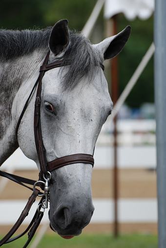 Beautiful look into the face of a sweet grey appaloosa horse.