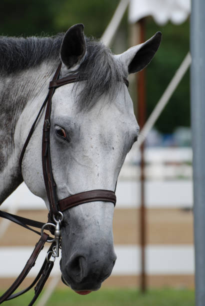 Looking into the Face of a Grey Appaloosa Horse stock photo