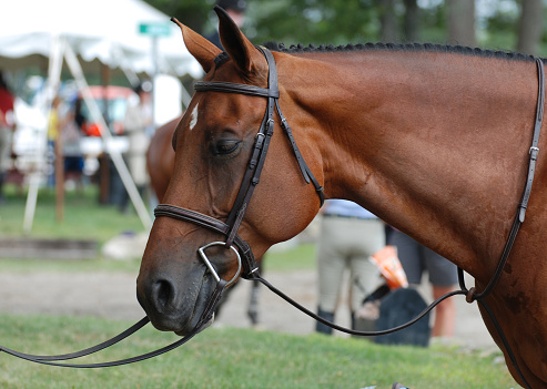 Groomed bay horse tacked up at a horse show with a martingale.