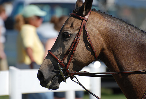 Braided dark bay horse with a bridle at a horse show.