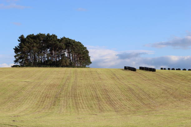 Neat rows of wrapped silage bales in rural hay fields