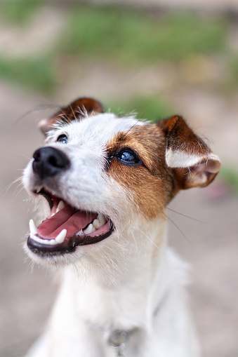 Portrait of dog breed Jack Russell with open mouth. Shallow depth of field. View from above. Vertical photo.