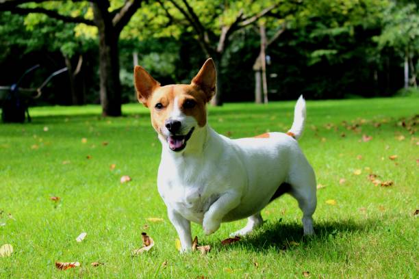 istock Lovely Jack RUSSEL dog 1616320880