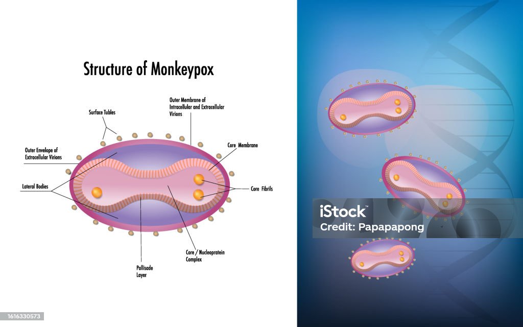 Monkeypox Classification Monkeypox Virus Stock Illustration - Download Image Now - Abstract ...